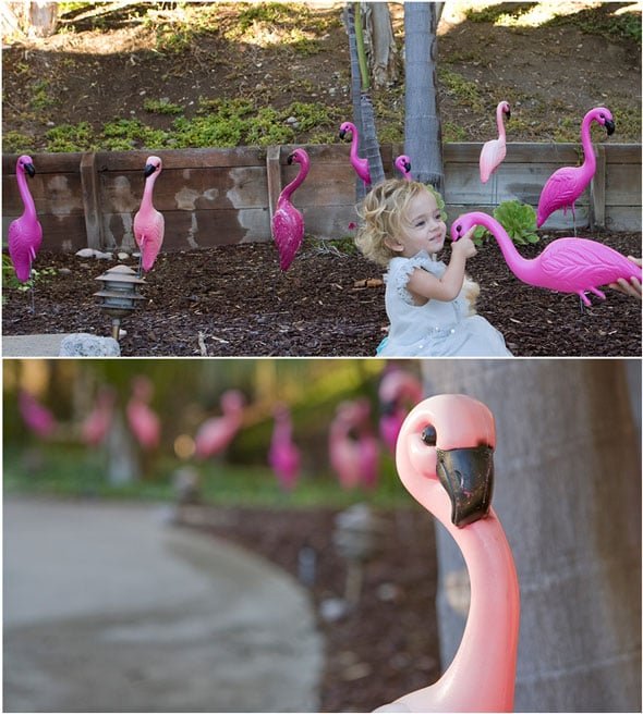 Flamingo-Decoratios