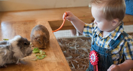 Farm Animal Birthday Party