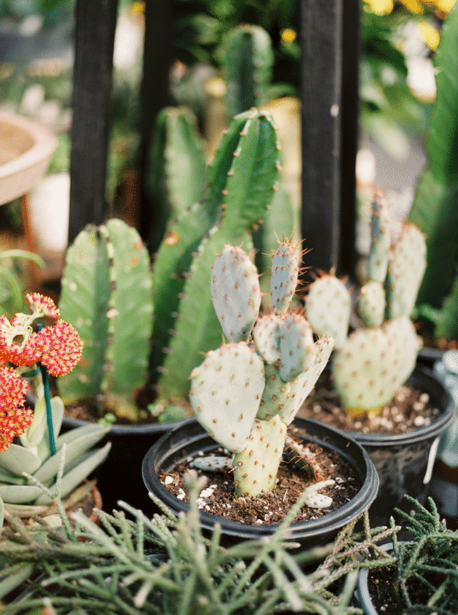 Greenhouse Baby Shower and Gender Reveal - Cactus plants and greenery